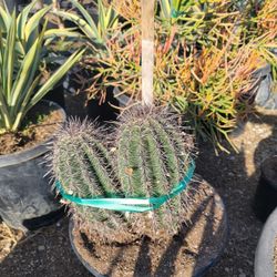 Saguaro Cactus