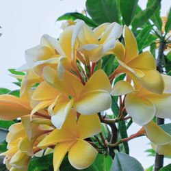 Cutting Only 🌼Full Color and Big Flowers 🌼 Cutting Only 🌼 Start from $20