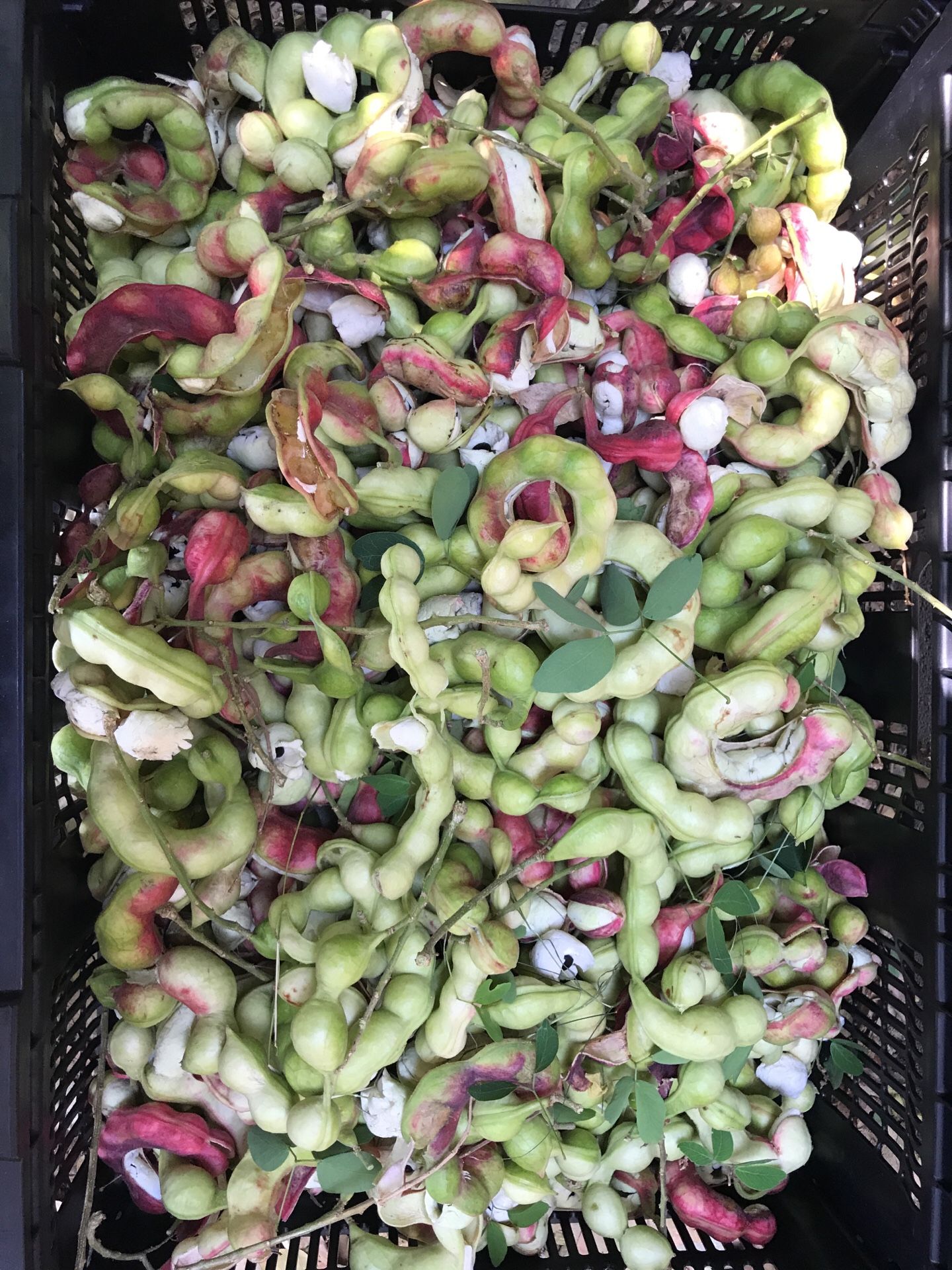 picture Guamuchiles For Sale sale in los angeles ca offerup