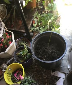 Crece como árbol, esta chico en maceta super grande