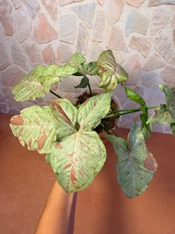 Syngonium Milk Confetti Plant - 4inch