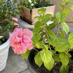 pink Hibisucus