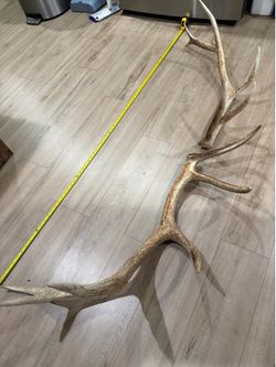 Elk Antlers
