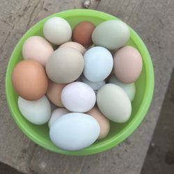 Organic Chicken Eggs