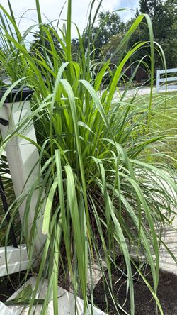 Lemon Grass - Fresh