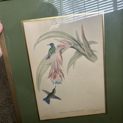 Antique Gould Prints With Frame Hummingbird