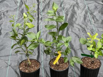 Meyer Lemon In 5 Inches 