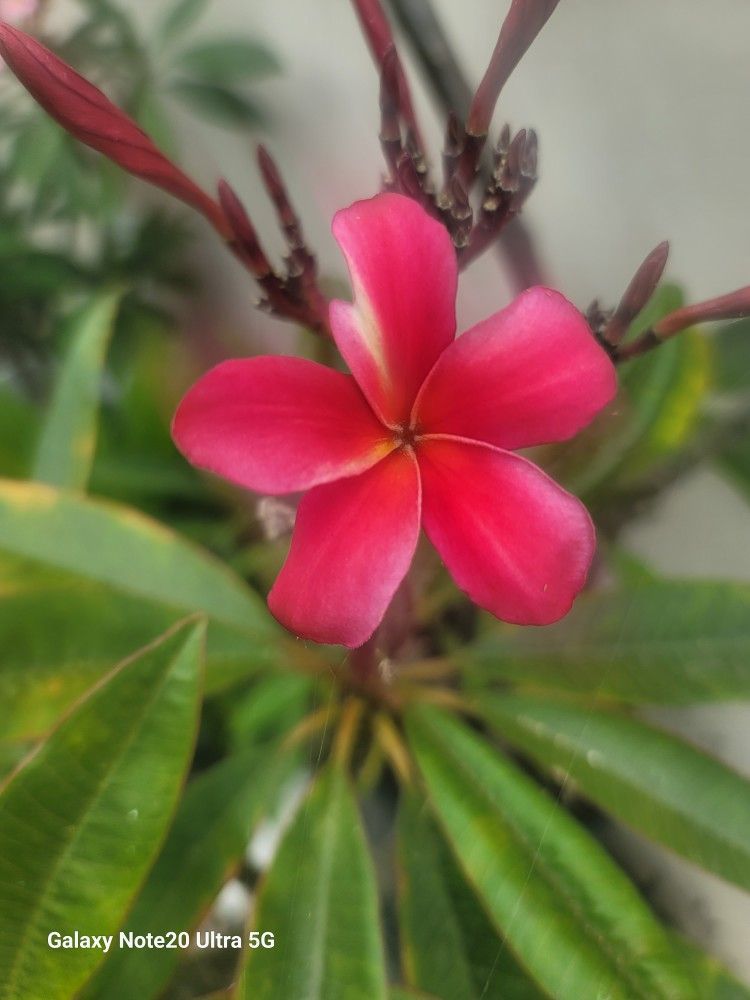 A Beautiful Plumeria Plant