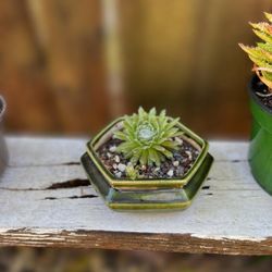 Cobweb Hens And Chicks