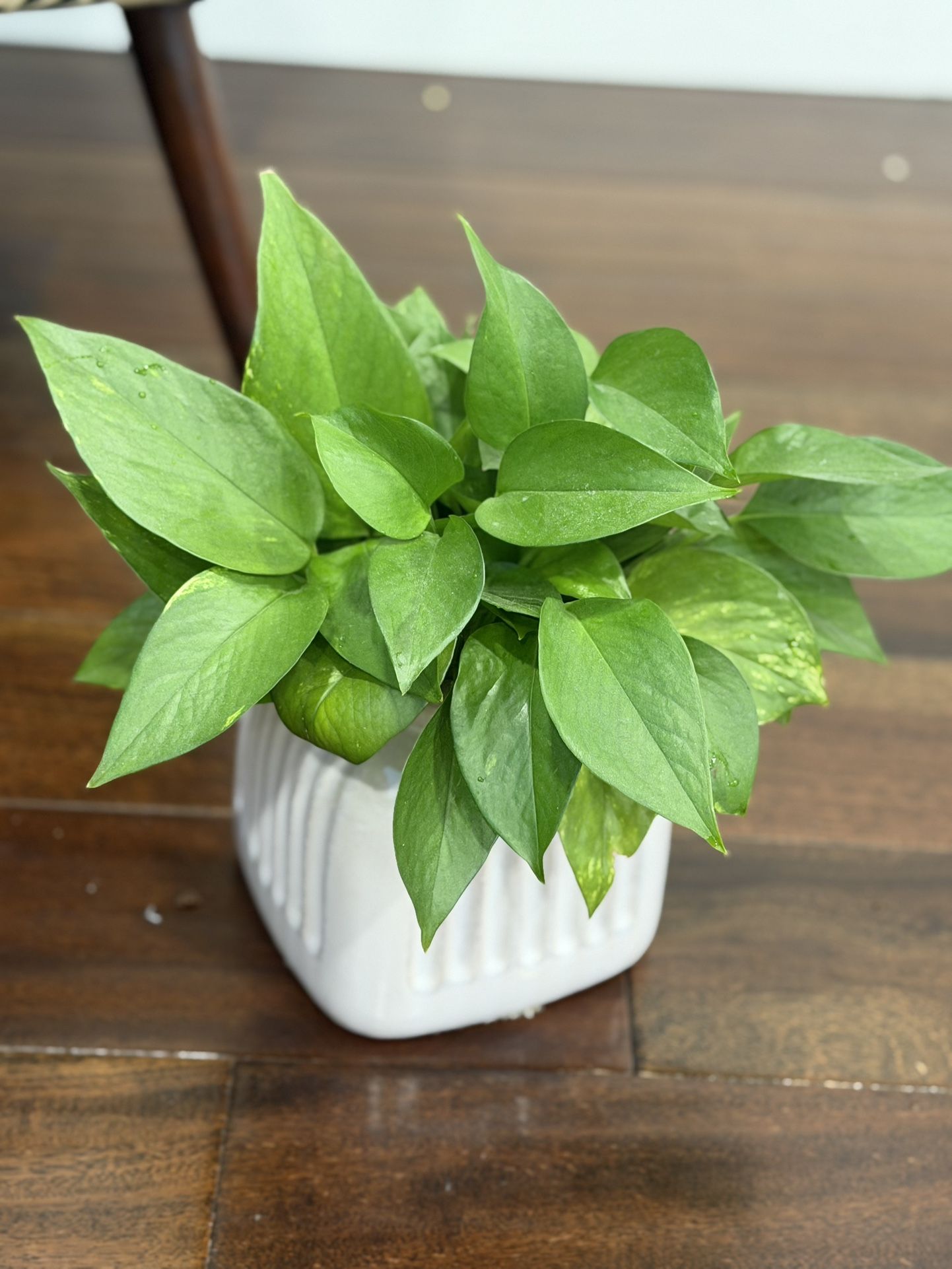Live pothos plants in water in ceramic vase
