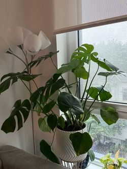Live Large Monstera Deliciosa in White Pot