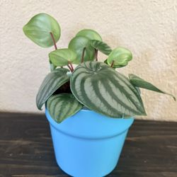 Watermelon Peperomia plant