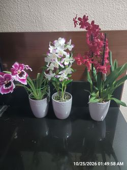 Unique orchids (3)