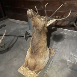 Bull elk mount.
