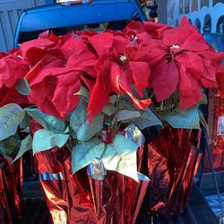 Decorative Imitation  Poinsetta’s ( new)  