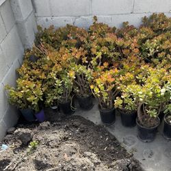 $4 Each Jade 1/ Gallon Plant -$4 cada una