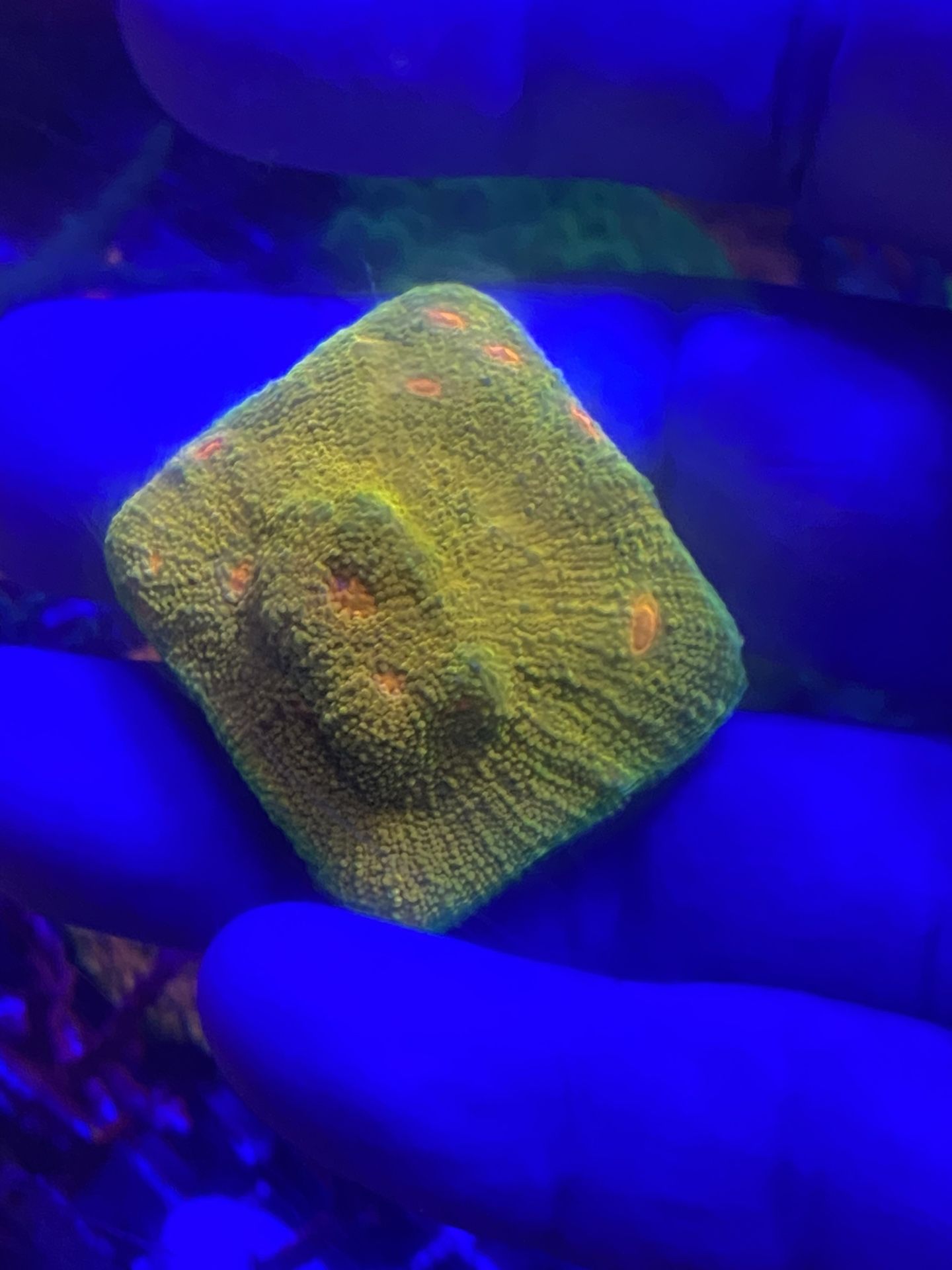 Coral Frag