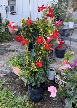 MANDAVILLEA TRELLIS 3G