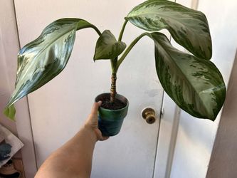 Agloanema Silver Bay With Terracotta Pot 