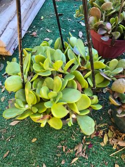 Trailing Jade Plants