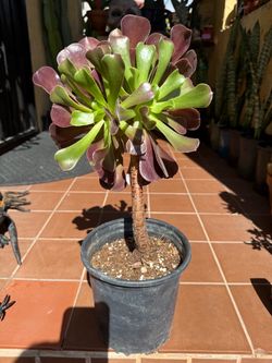 Aeonium Arboreum Succulent
