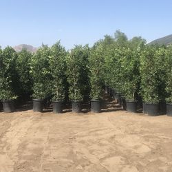 Ficus Nítida Green Sade Tree Delivery Free!!!!