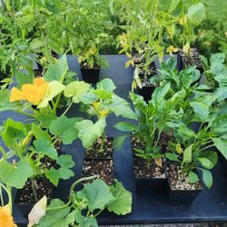 Blooming Vegetable Plants