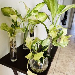 Plants Sale  In Water  10 Each 