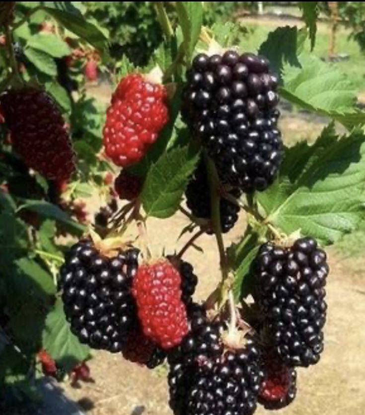Mexican Blackberries Plant