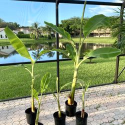 Ice cream Thai banana plant