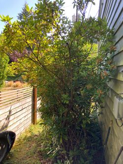 2 Rhododendrons