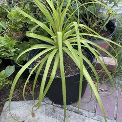Lion Tale Palm plant For Garden