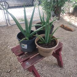 Aloe Vera Plants 
