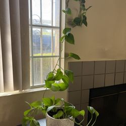 Pothos Plant with Pot – $10
