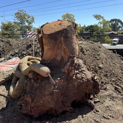 Tree Stump 