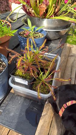Cape Sundew Carnivorous plant Drosera Capensis