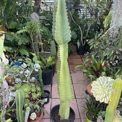 Euphorbia Candelabra Cactus Succulent