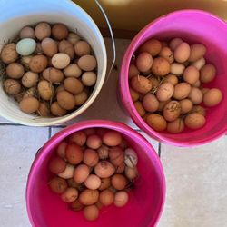Eggs/huevos 