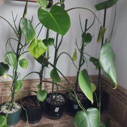Plant - Monstera