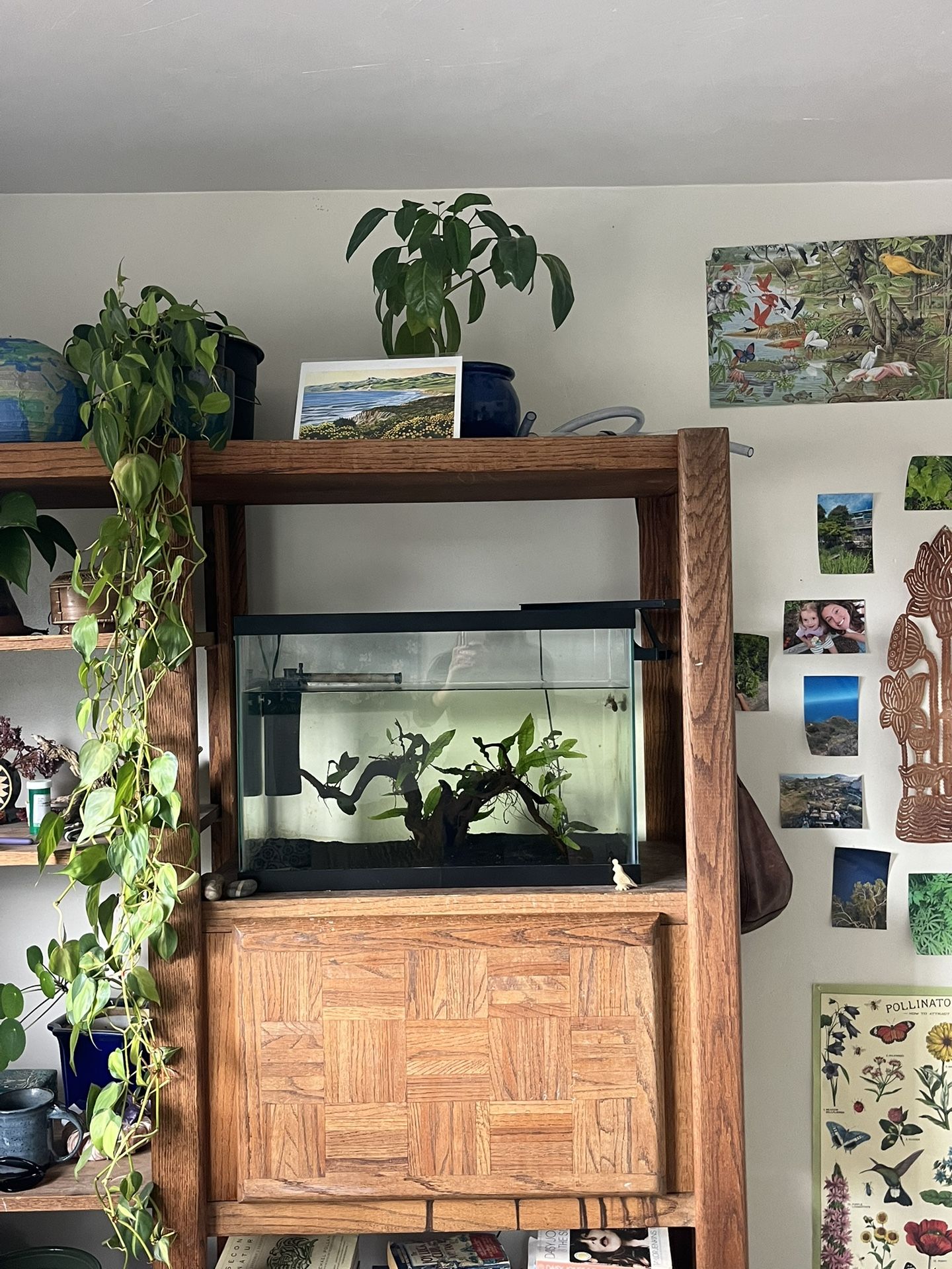 Fish Tank Setup!