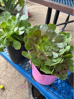 Variedad de plantas
