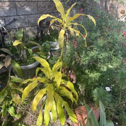 Dracaena 3-4 Feet Indoor/ Outdoor Interior Design
