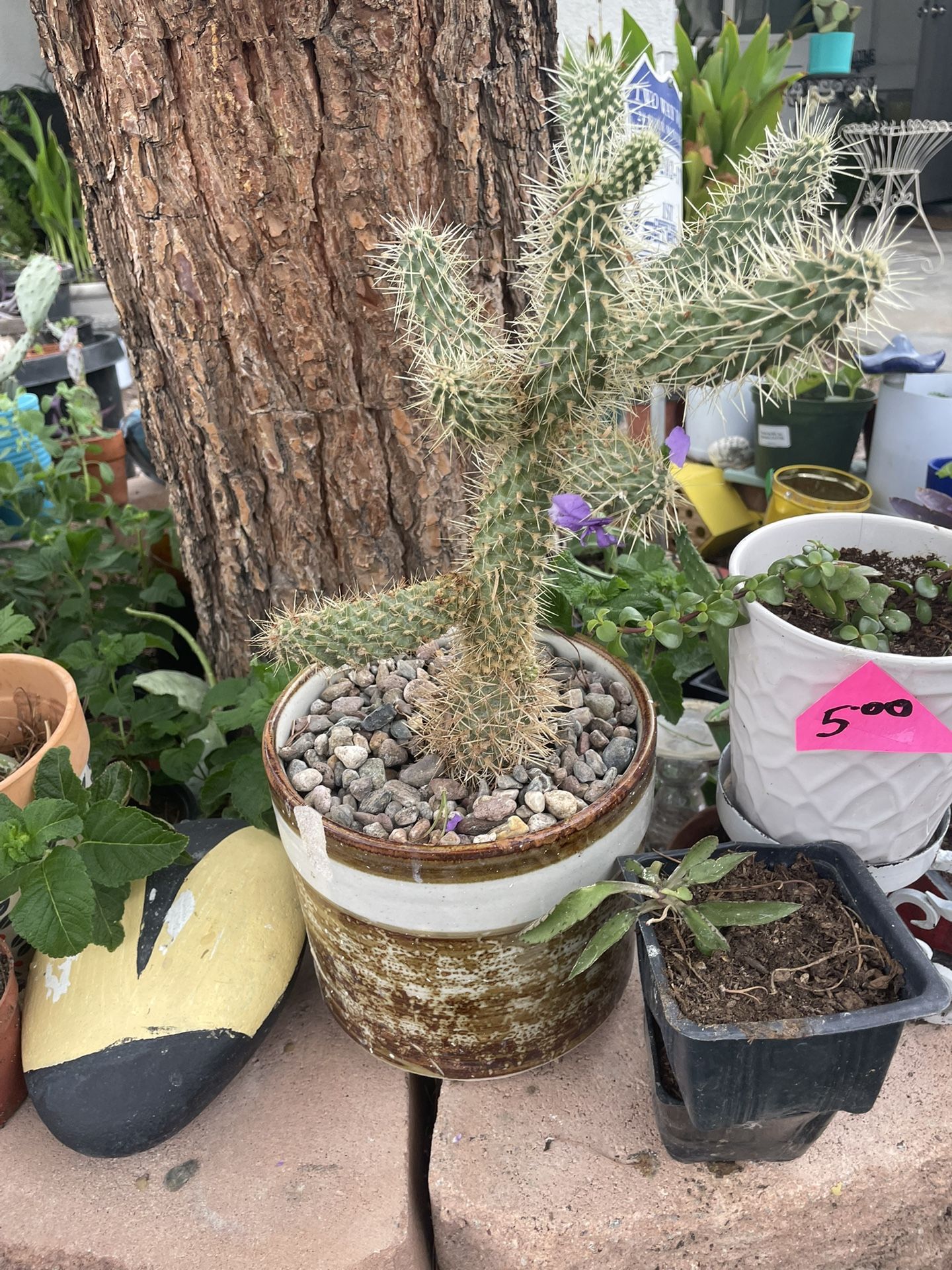 Beautiful cactus for $10 in a ceramic pot