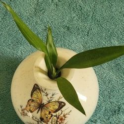 🌺 Lucky Bamboo Clipping In Ceramic Vase 