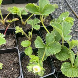 Organic Strawberry Plants 