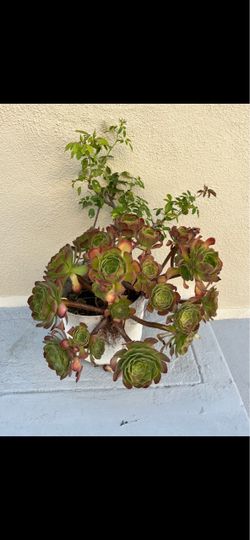 White rose pot