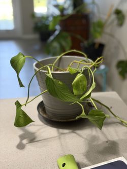 Golden Pothos – Easy-Care Trailing Plant