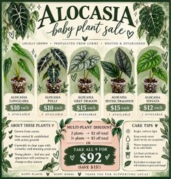 Alocasia Baby Plants 🌱 Rooted & Established | $10–$15
