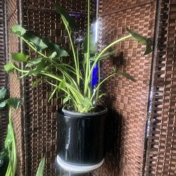 Large Calla Lilly Plant 