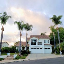 Palm Tree Cleanup 